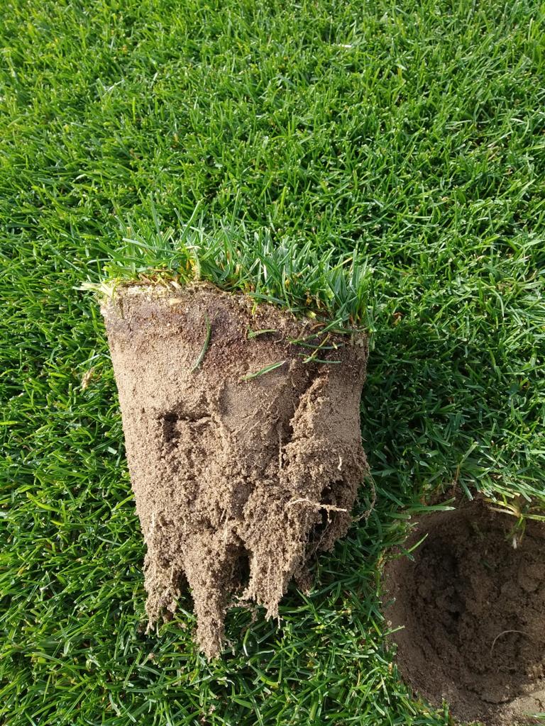 Thicker, lusher, more resilient grass for your turf