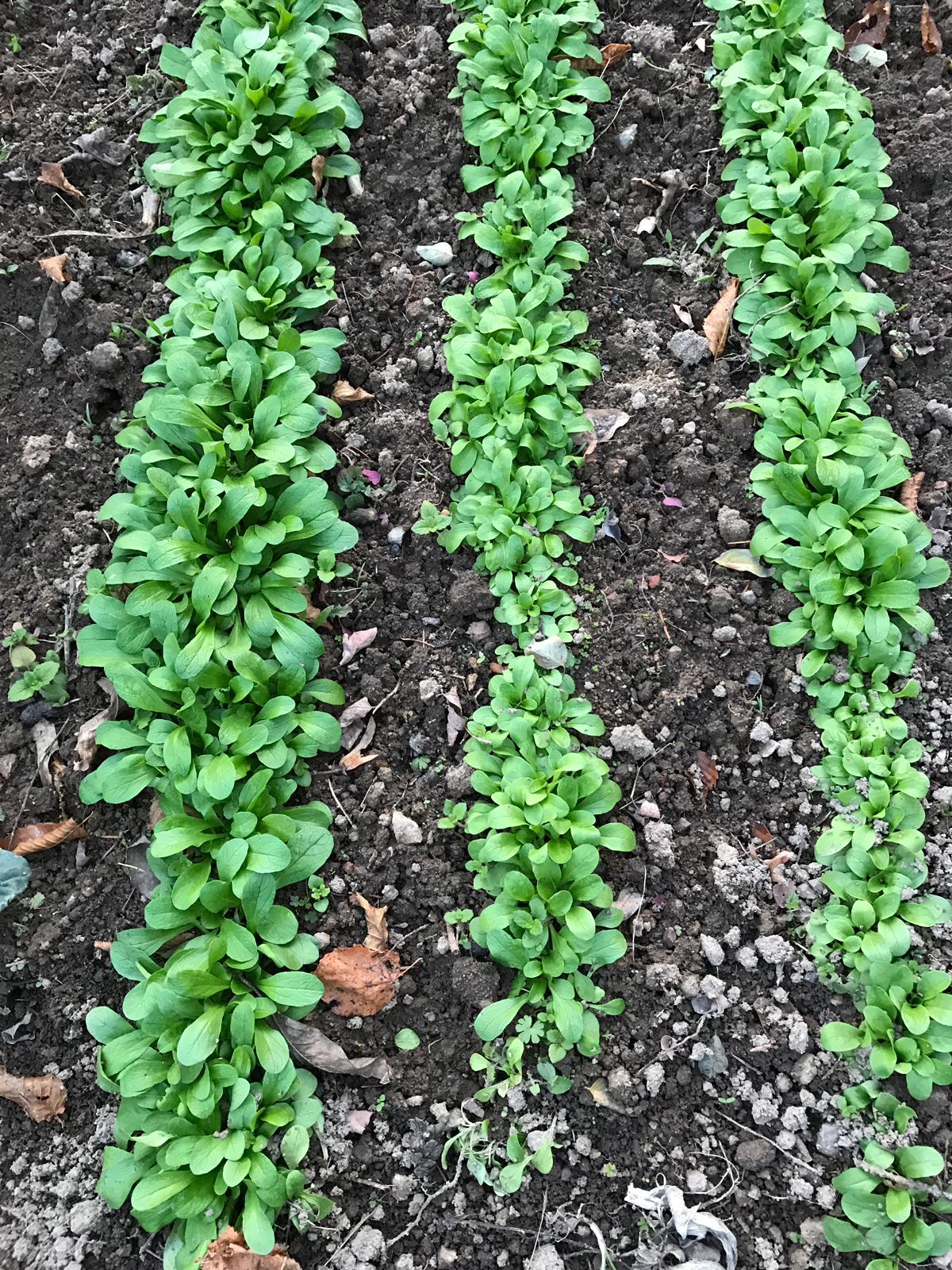 Rows of healthy plants