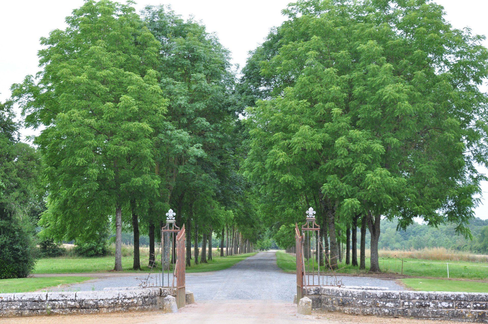 Chateau de Dobert Driveway
