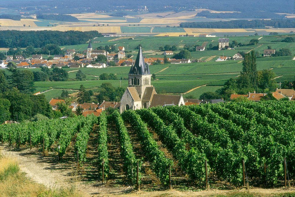 Reims Champagne Vineyards