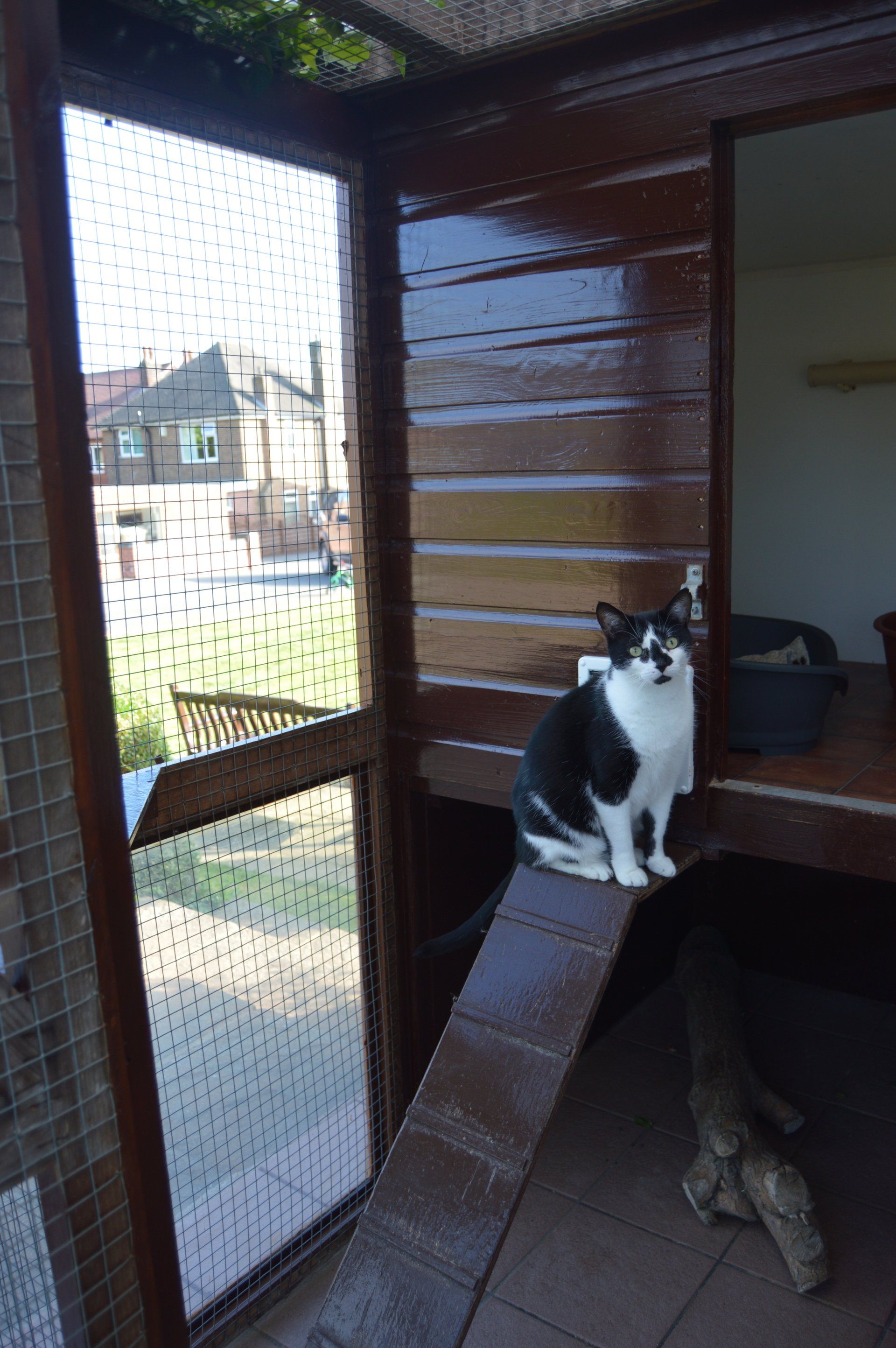 The Cattery photo example 4
