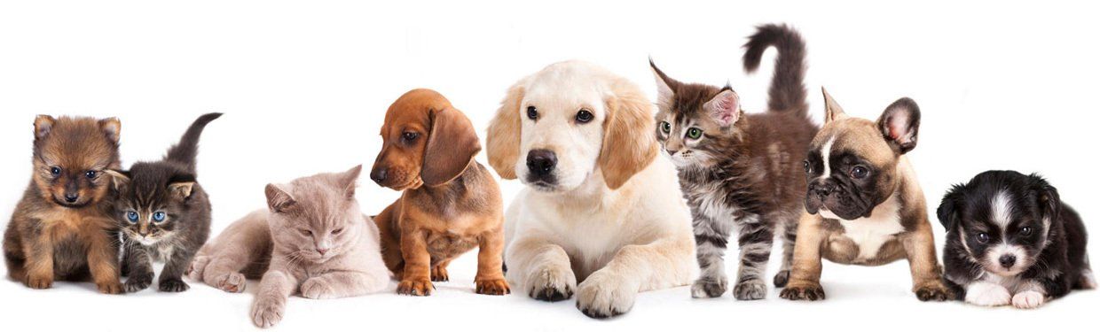 CVJ Clínica Veterinária Jaguaré