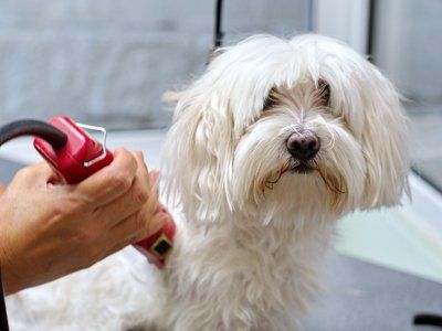 Dog trimming to suit the season