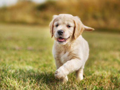 dogs