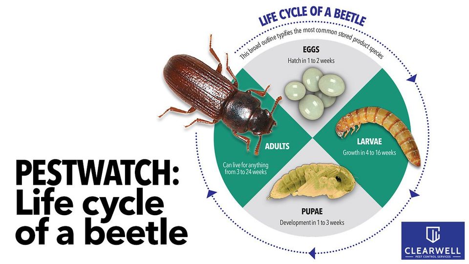 Clearwell Pest Control - Mealworms are the larval form of the mealworm beetle