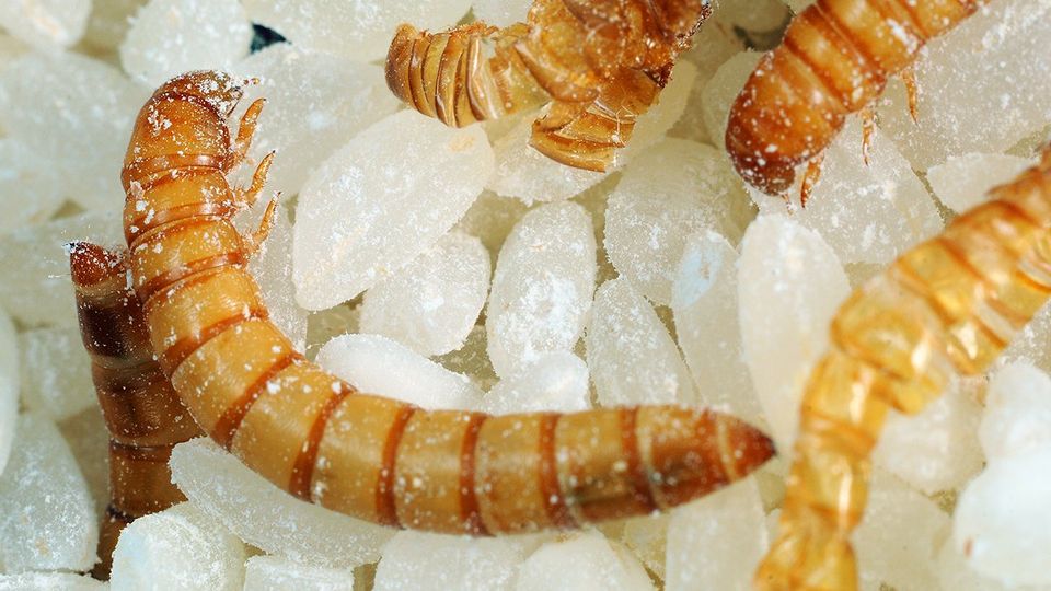Clearwell Pest Control - Mealworms are the larval form of the mealworm beetle