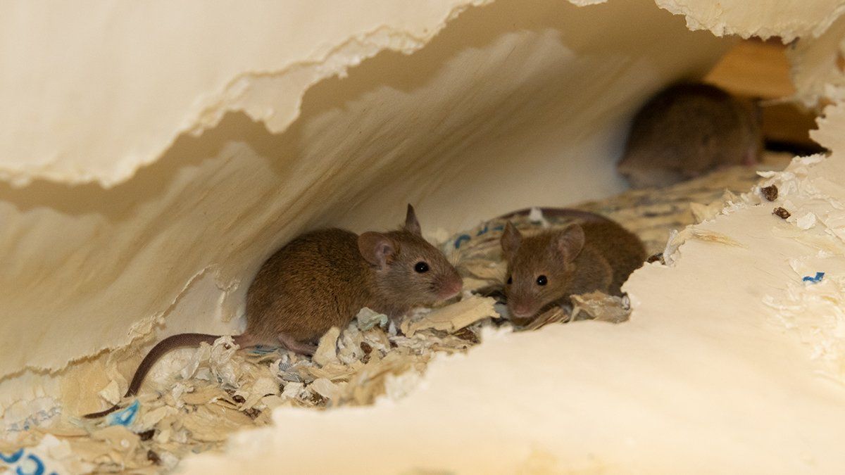 Clearwell Pest Control - Mouse Nest