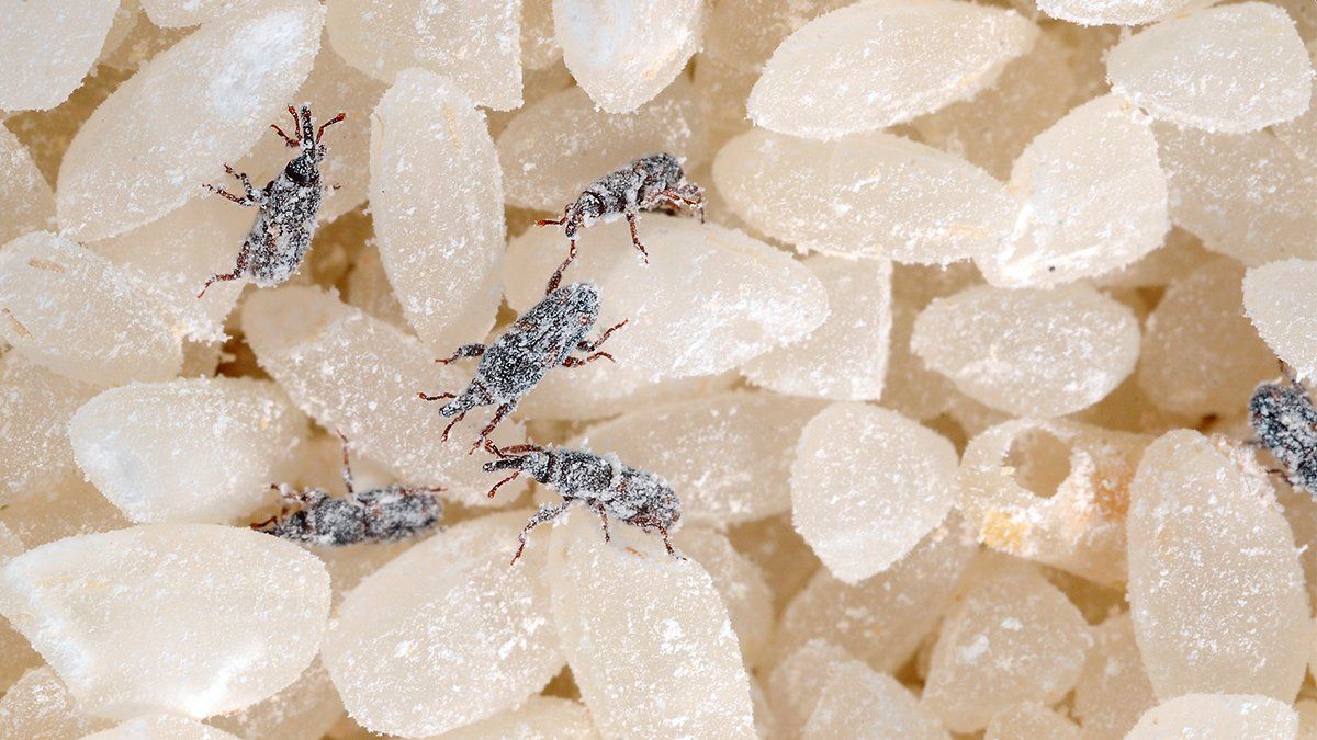 Controlling stored product insects SPIs