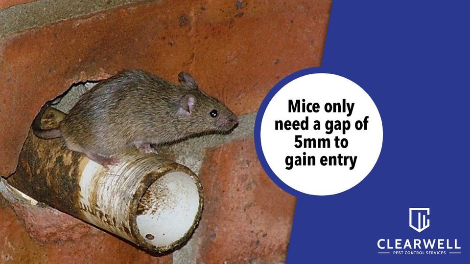 Clearwell Pest Control - Spot the Difference