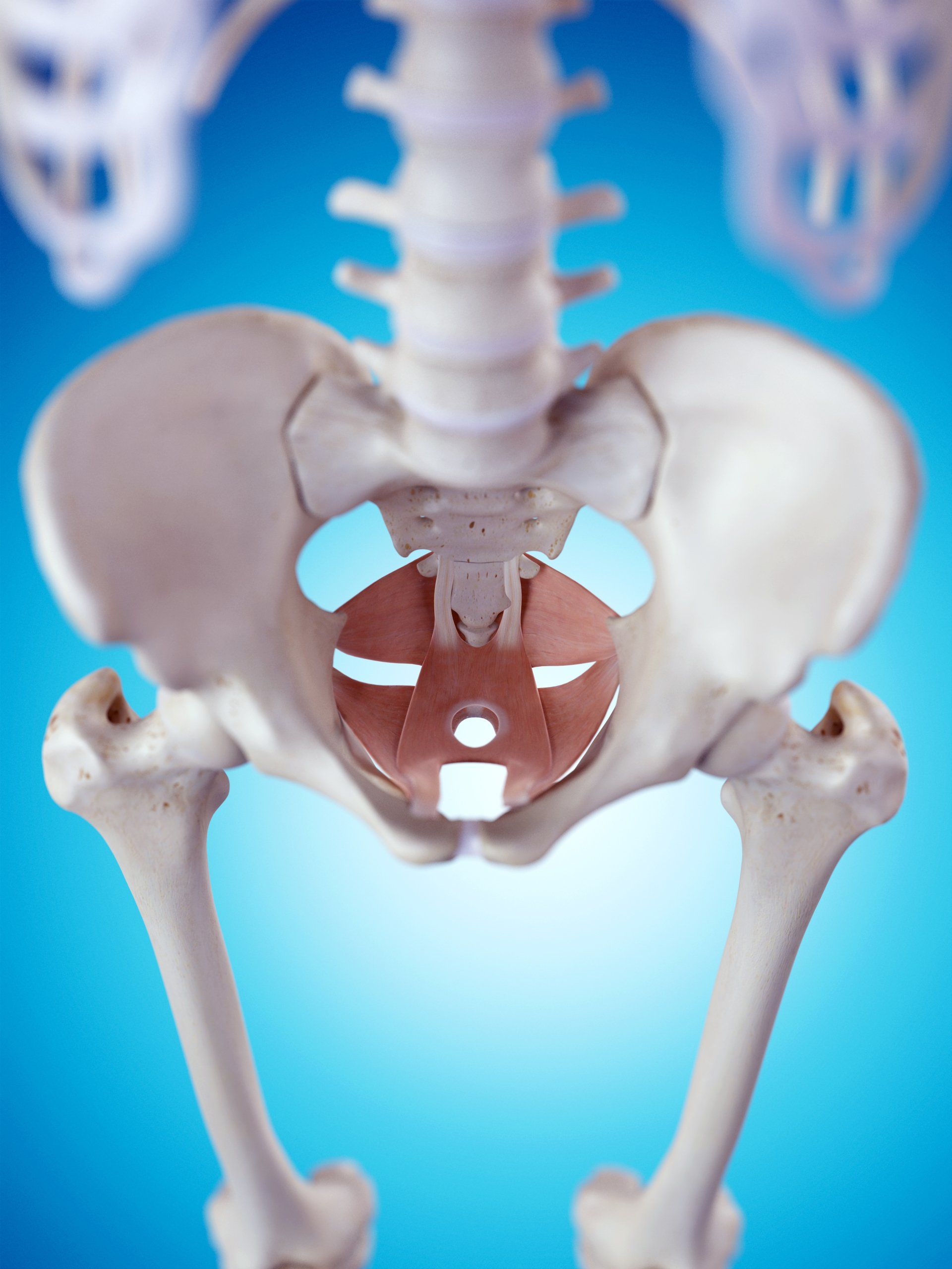 Experts in Pelvic anatomy and health and wellness of the pelvic floor muscles