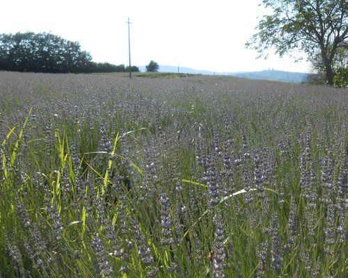 Uno spettacolo color lavanda a Colle Di Val D'Elsa (SI)