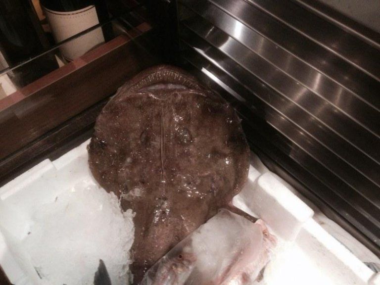 fish for daily special
