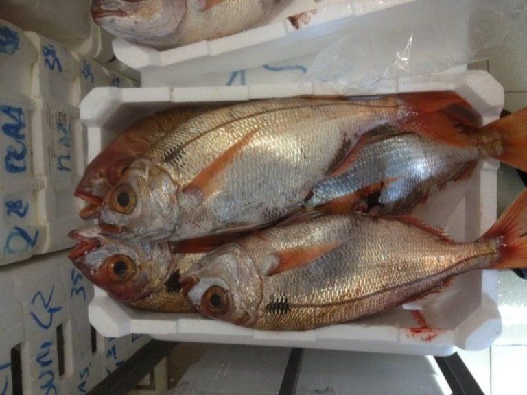 fresh fish in a crate