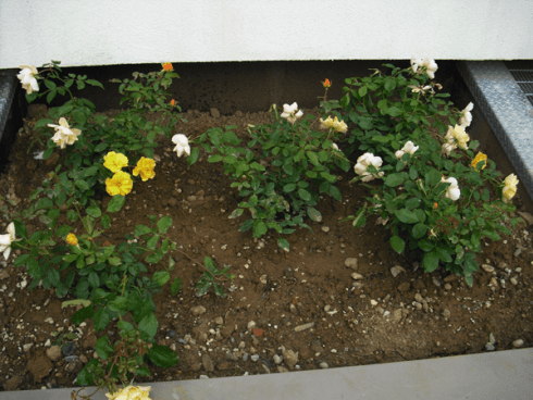 giardino con fiori