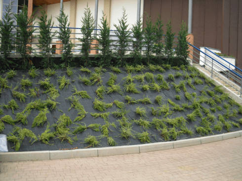 copertura verde