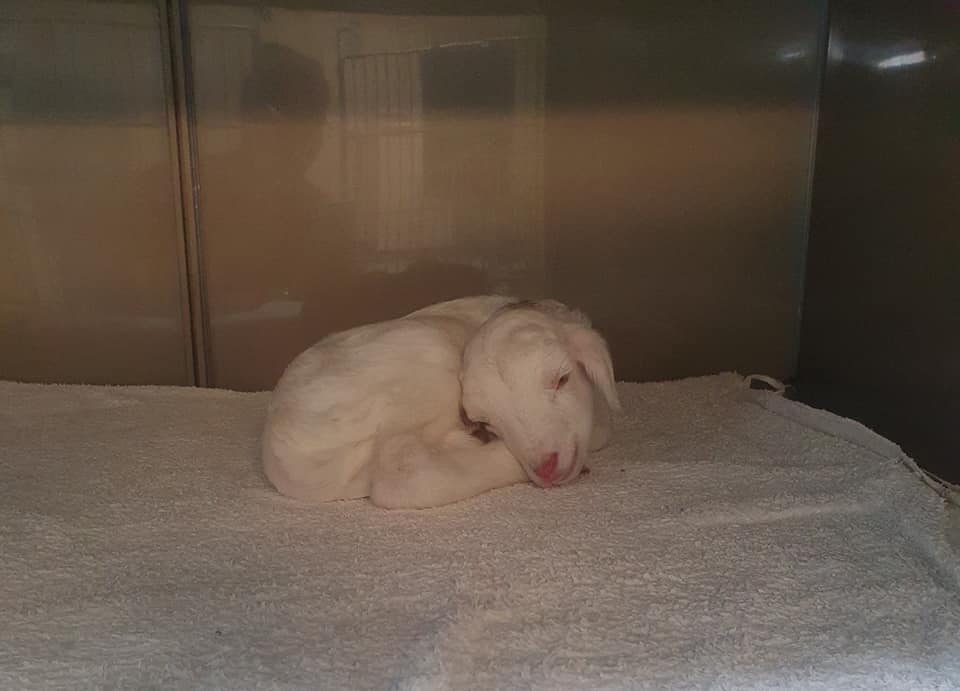Child Sheep Sleeping — University Avenue Veterinary Hospital in Durack, NT