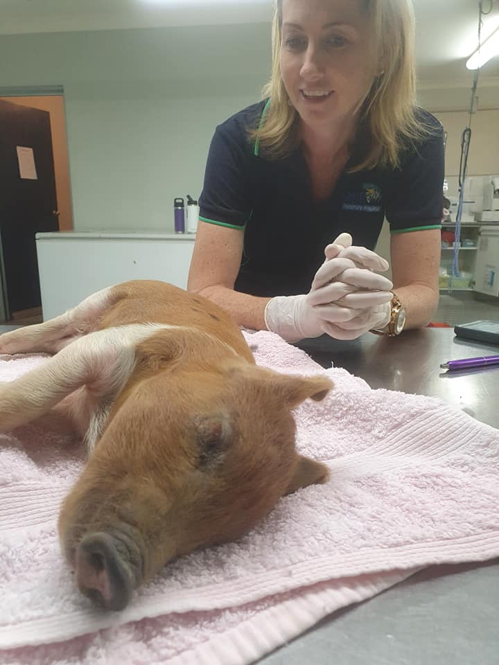 Piglet check by Vet — University Avenue Veterinary Hospital in Durack, NT