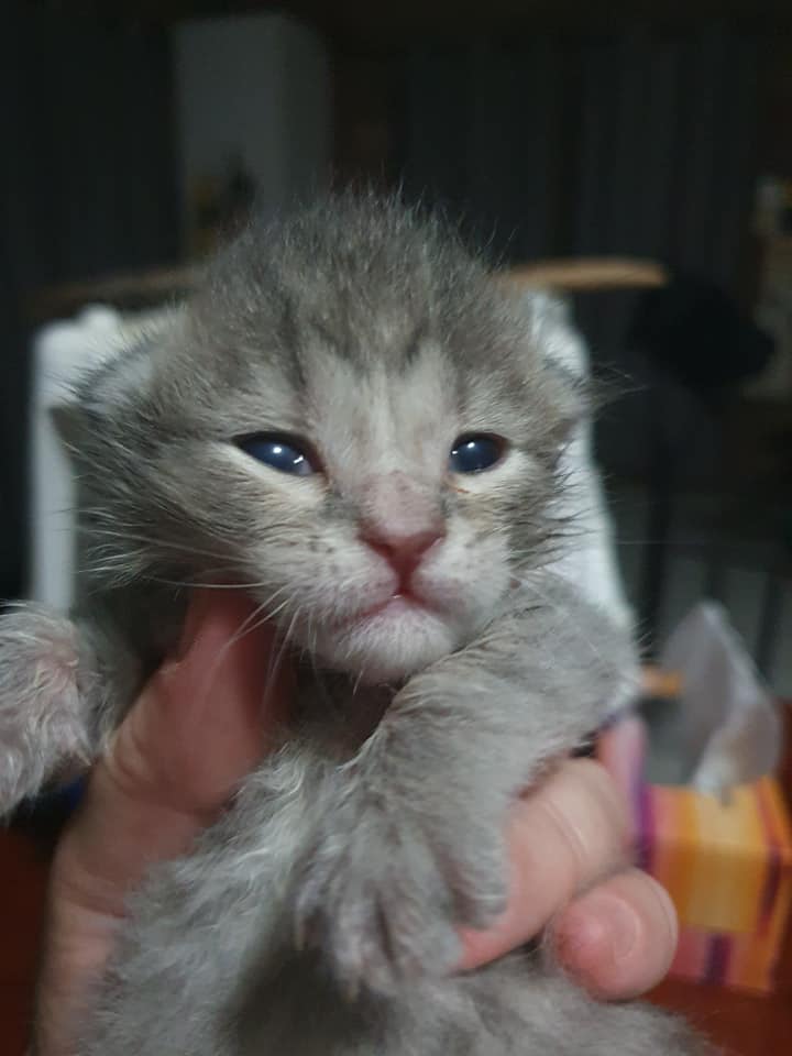 Cute Kitty — University Avenue Veterinary Hospital in Durack, NT