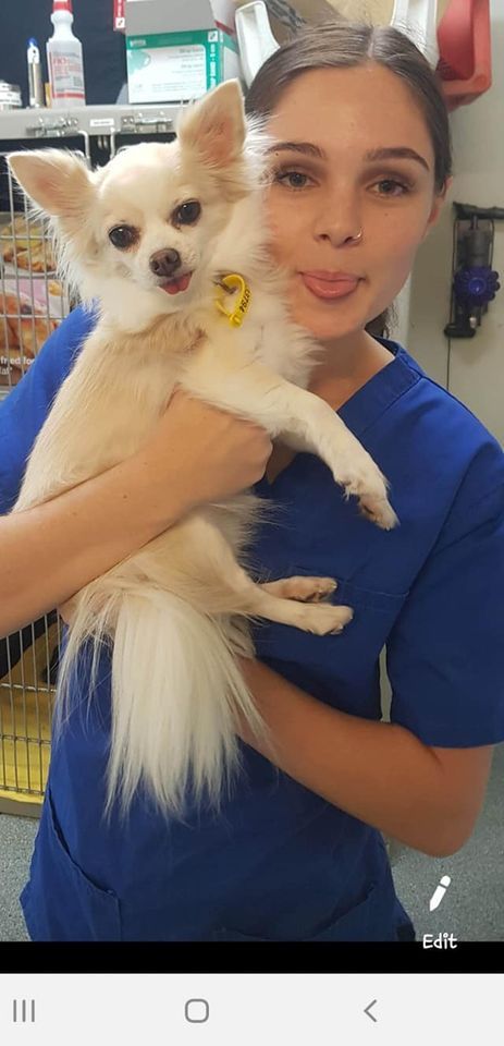 Puppy being held by Veterinary — University Avenue Veterinary Hospital in Durack, NT