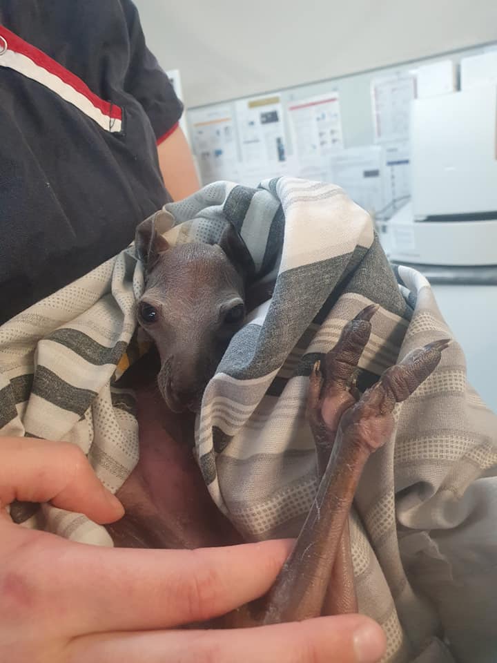 Animal on Cloth — University Avenue Veterinary Hospital in Durack, NT