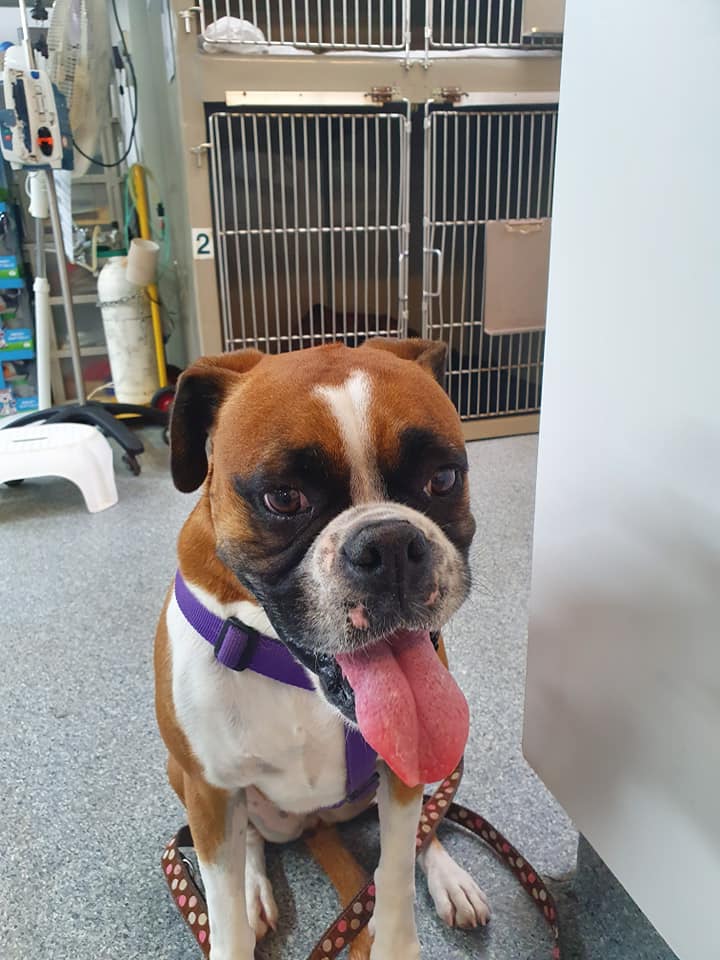 Dog with Purple Collar — University Avenue Veterinary Hospital in Durack, NT