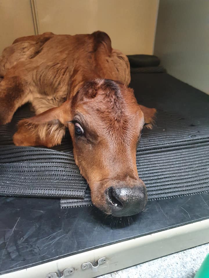 Child Cow Sleeping — University Avenue Veterinary Hospital in Durack, NT