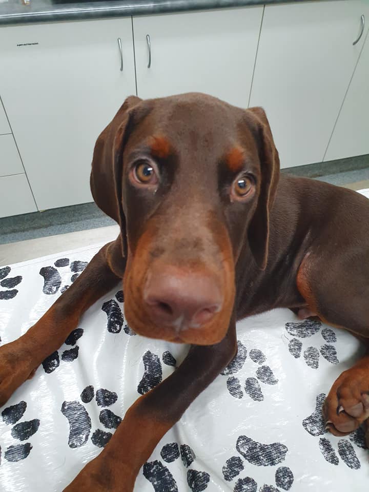 Brown Dog Lay on Carpet — University Avenue Veterinary Hospital in Durack, NT