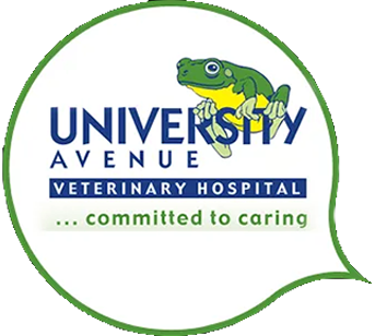 Diagnostics & Surgery From University Avenue Veterinary Hospital Diagnostics & Surgery From University Avenue Veterinary Hospital