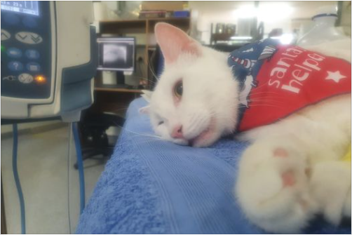 Cat Sleeping on Blue Cloth — University Avenue Veterinary Hospital in Durack, NT