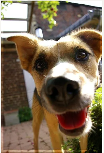 Dog Close Up — University Avenue Veterinary Hospital in Durack, NT