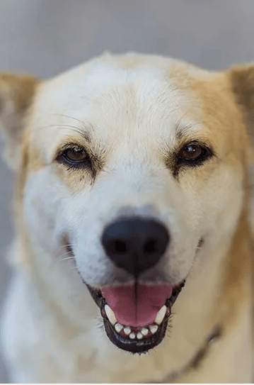 Happy Dog — University Avenue Veterinary Hospital in Durack, NT