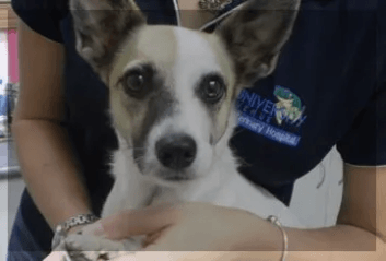 Veterinary Holding Dog — University Avenue Veterinary Hospital in Durack, NT