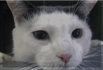 Cat Close Up — University Avenue Veterinary Hospital in Durack, NT