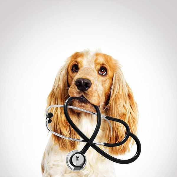 Dog Biting Stethoscope — University Avenue Veterinary Hospital in Durack, NT