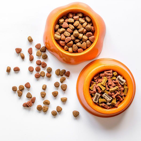 Pet Food in Bowl — University Avenue Veterinary Hospital in Durack, NT