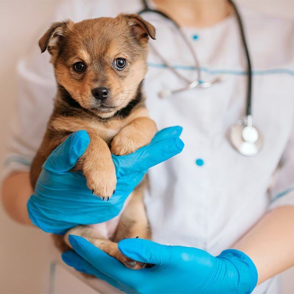 Puppy Held by a Person Wearing Blue Gloves — University Avenue Veterinary Hospital in Durack, NT