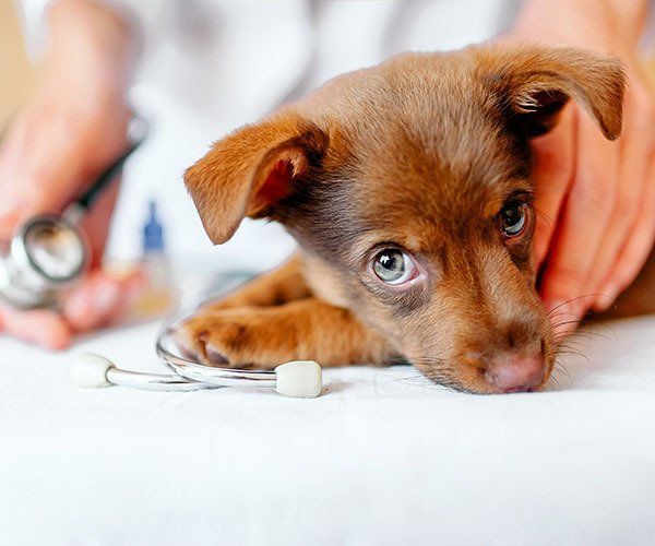 Puppy at the Vet — University Avenue Veterinary Hospital in Durack, NT