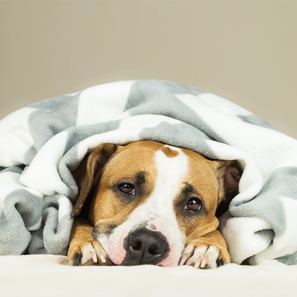 Puppy Lying Covered in Throw Blanket — University Avenue Veterinary Hospital in Durack, NT