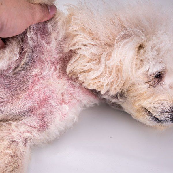 Dog Body With Red Irritated Skin — University Avenue Veterinary Hospital in Durack, NT