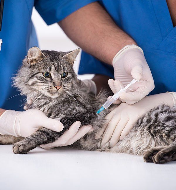 Cat Getting a Vaccine — University Avenue Veterinary Hospital in Durack, NT