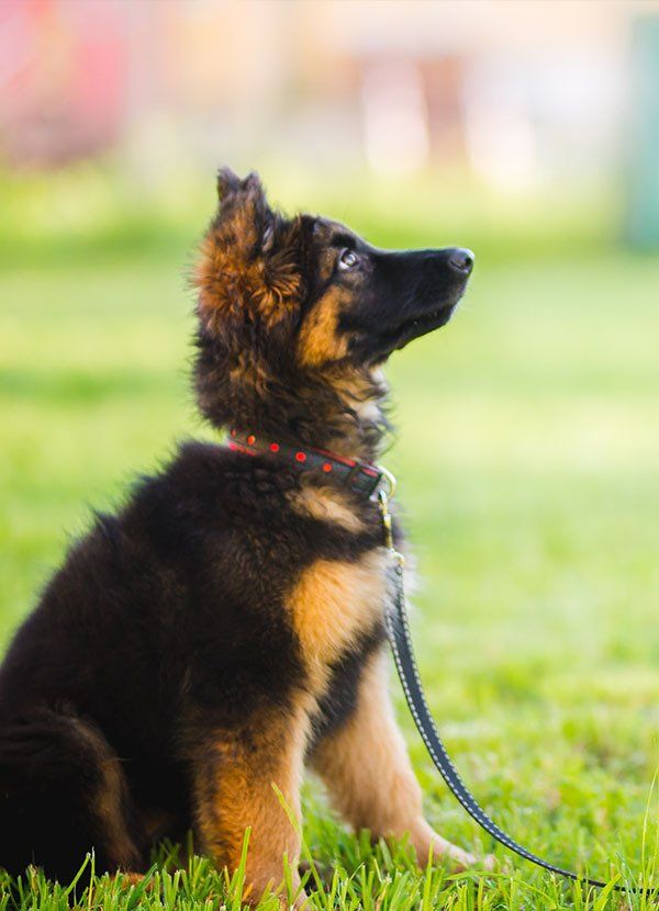 Shepherd Puppy Sitting — University Avenue Veterinary Hospital in Durack, NT
