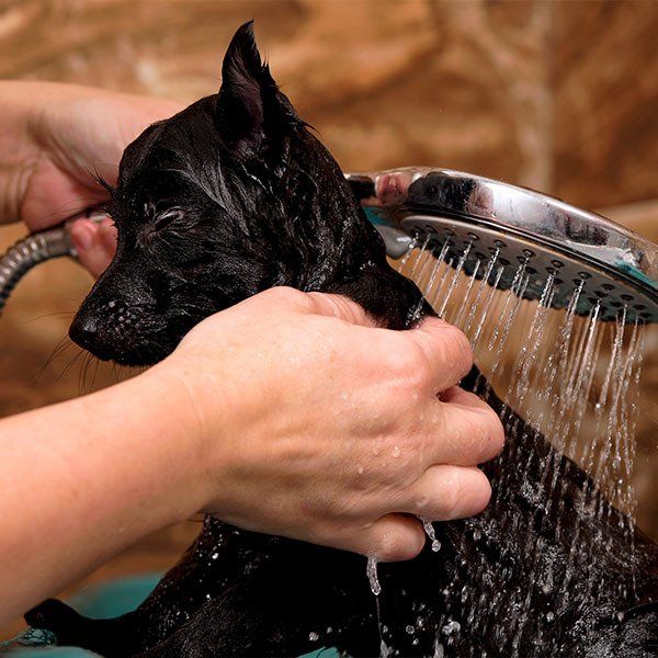 Puppy Taking Shower — University Avenue Veterinary Hospital in Durack, NT