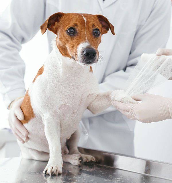 Fracture of the Paw of Dog — University Avenue Veterinary Hospital in Durack, NT