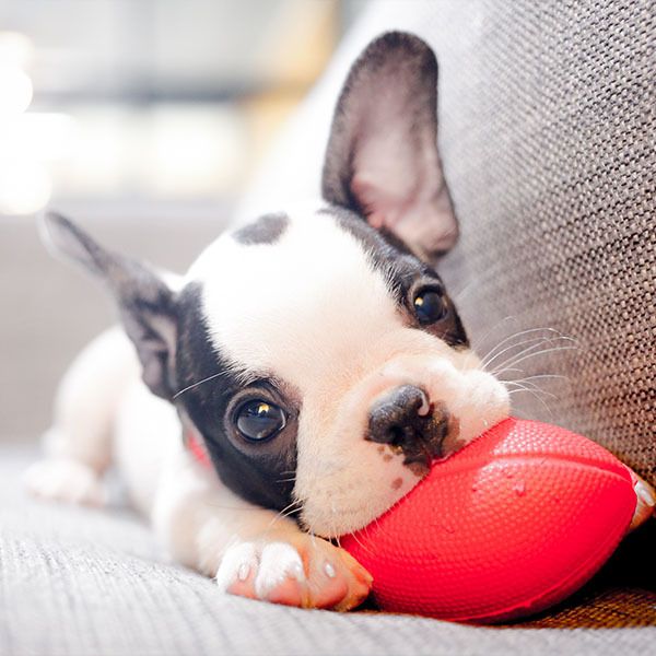 French Bulldog Puppy With Black — University Avenue Veterinary Hospital in Durack, NT