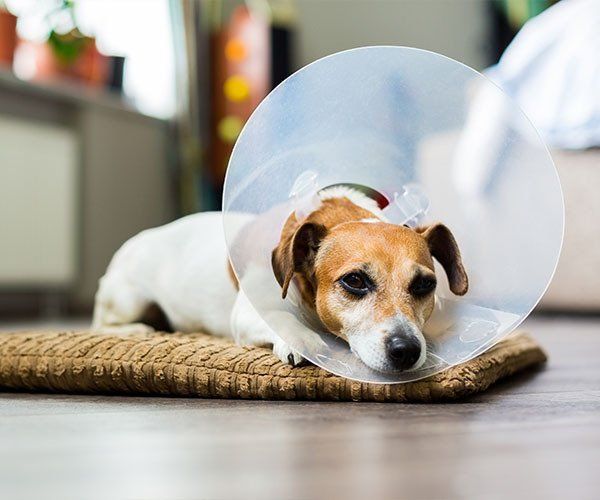 Sad Dog Lying on a Bed Sick — University Avenue Veterinary Hospital in Durack, NT