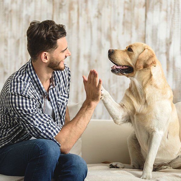 Man High Five on Dog — University Avenue Veterinary Hospital in Durack, NT