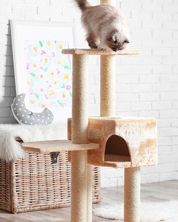 Cute Cat Playing on Cat House — University Avenue Veterinary Hospital in Durack, NT