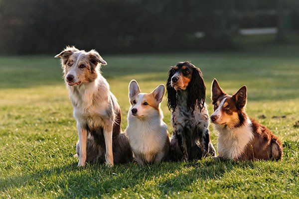 Four Dogs Sitting in the Park — University Avenue Veterinary Hospital in Durack, NT