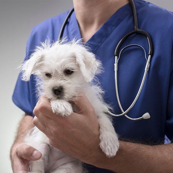Veterinarian in Blue Scrubs Holds a Small White — University Avenue Veterinary Hospital in Durack, NT