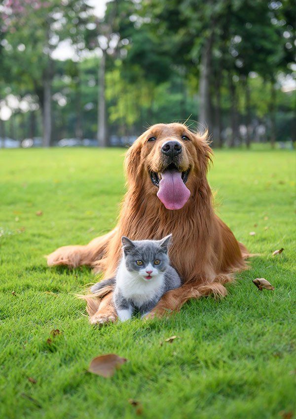 Golden Retriever and Gray/white Cat Lying Together on Green Grass — University Avenue Veterinary Hospital in Durack, NT